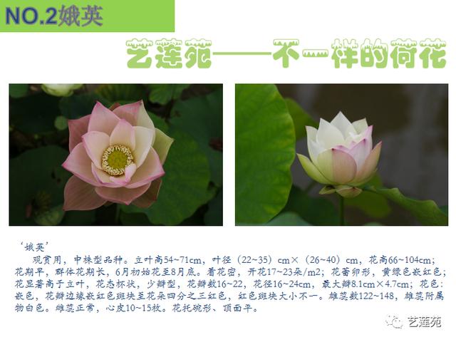 名贵荷花十大品种，最大的荷花品种排行榜