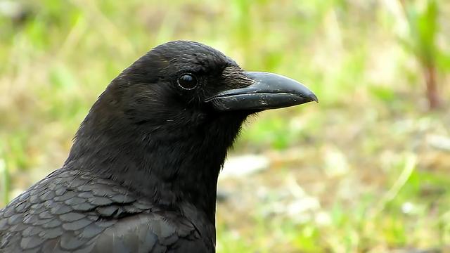 乌鸦为什么不吉利，乌鸦为什么被认为不吉祥的鸟（乌鸦在清朝被称为）