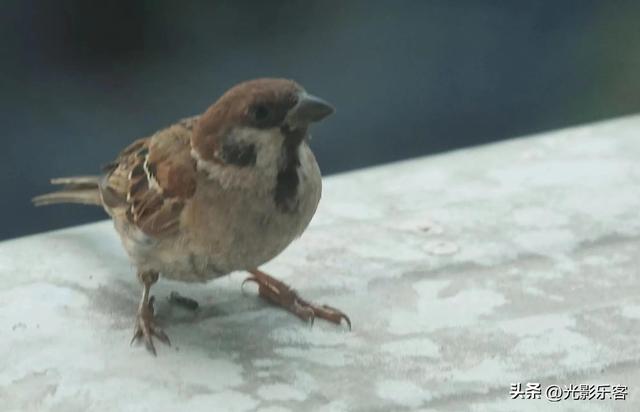 养野鸟的正确方法，强行让野鸟适应笼养环境