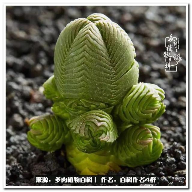 好养的容易上色的景天科多肉，景天科常见多肉图鉴不完全版D系列