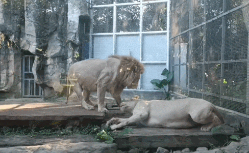 南宁市动物园浣熊介绍，带你去南宁动物园看