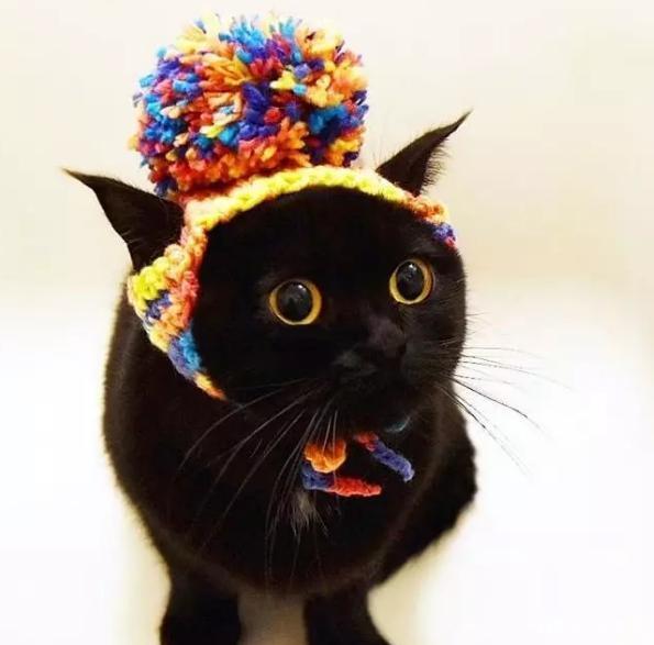 黑猫真的有九条命吗为什么，寓意着吉祥的黑猫
