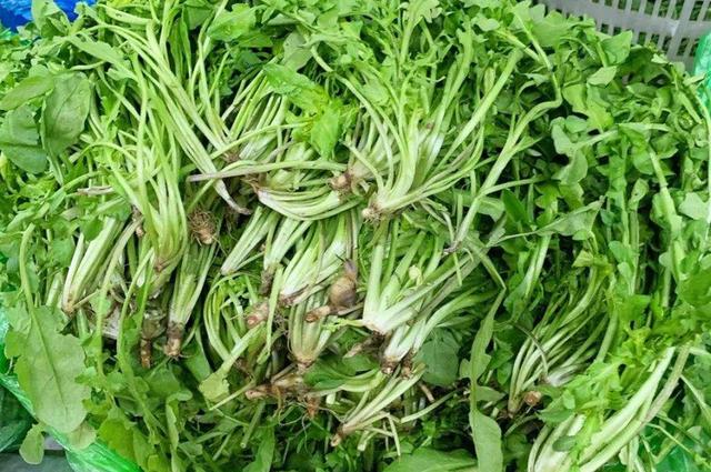 现在适合种什么菜，现在这个季节种植什么蔬菜最好（这10种蔬菜可以种植）
