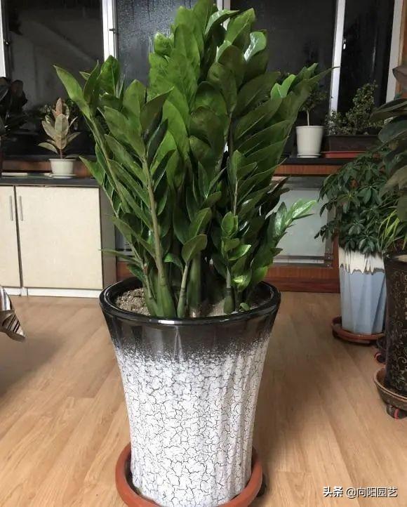 最适合室内阳台的十大植物，10种网红观叶植物