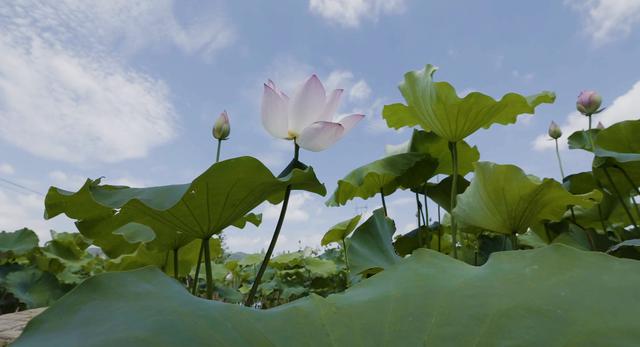 名家禅意水墨荷花，水墨淋漓写荷韵