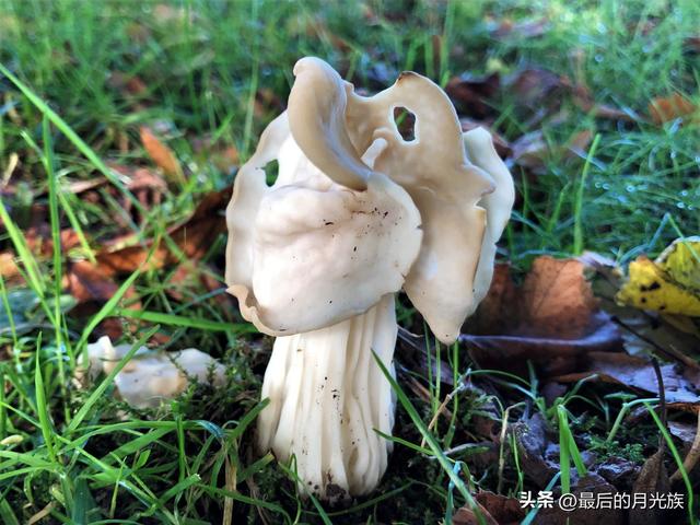 10种食用蘑菇大全，看准了别趴下教你认识十四种蘑菇及其口味