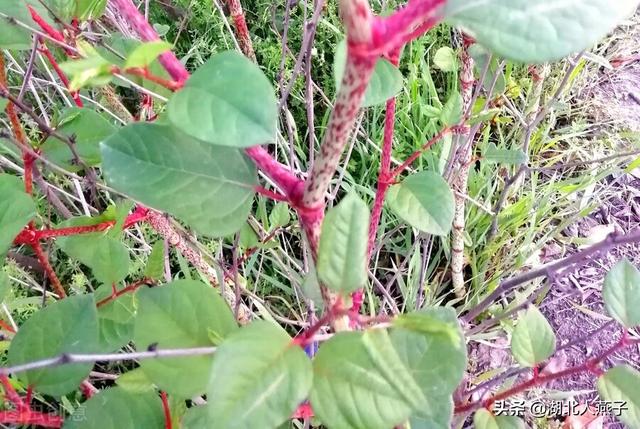 野菜的种类和图片大全，四季野菜图文大全（最美味的15种野菜）