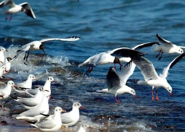 草原秘境华子鱼，华子鱼洄游丨草原深处的水中精灵