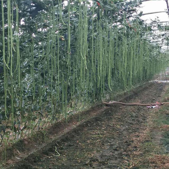 翠绿豇豆种子，翠绿色的早中熟小叶豇豆品种