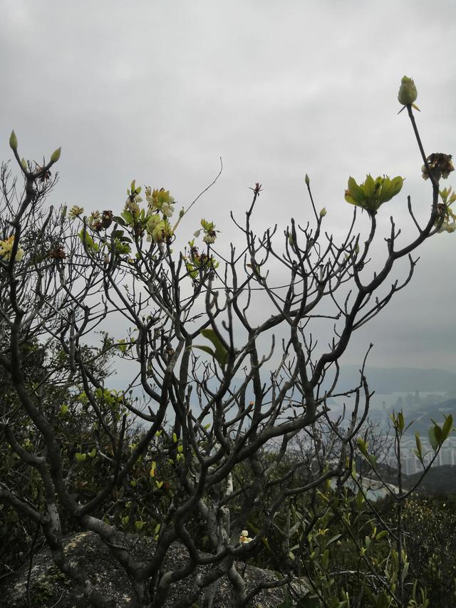 东山岛十大网红景点 苏峰山，绝美山海大观深圳第三峰