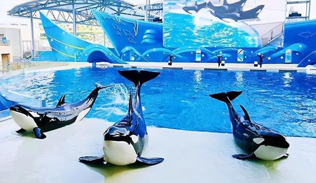 鲸鲨和虎鲸谁厉害，最大的鲸鲨到底有多大（在人类面前不堪一击）