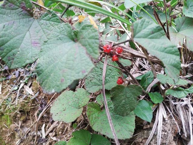 杭州爬山徒步最佳路线轨迹，杭州人的后花园