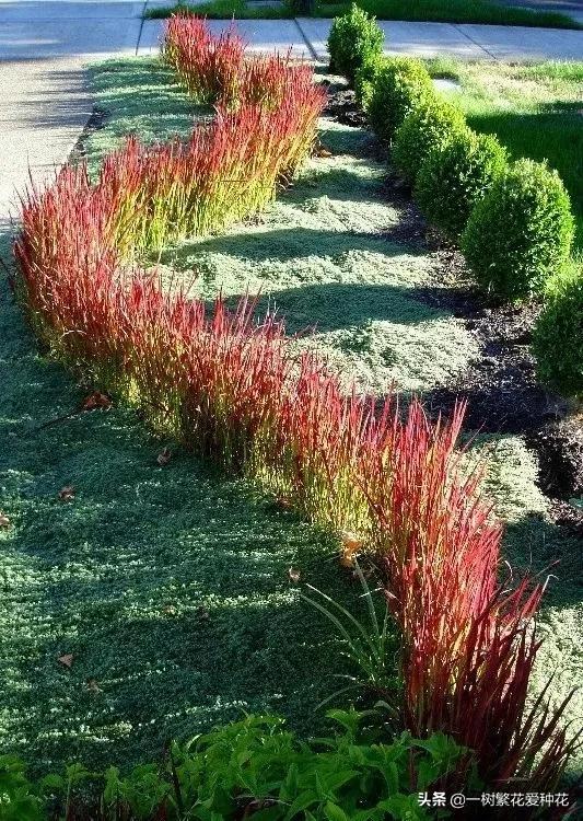 适合庭院养的草花，25种观赏草观叶赏花