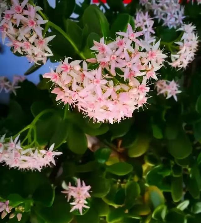 室内可以养的十大吉祥花，5种吉祥花