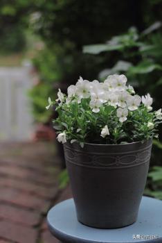 角堇从种子到开花，小花园年年增加的植物--角堇