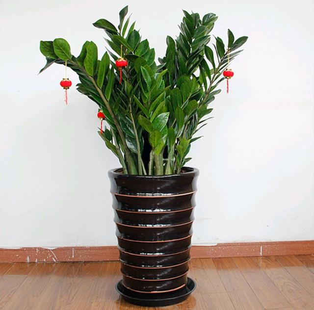 春节花卉品种大全大图，春节遇花期，五彩斑斓过新年