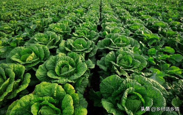 大白菜萝卜的种植方法，萝卜白菜到底什么时间种