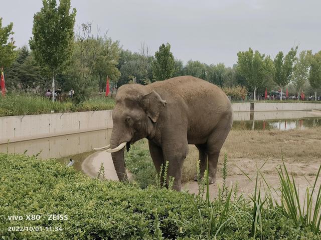 石家庄动物园攻略，石家庄动物园游玩自带饭攻略