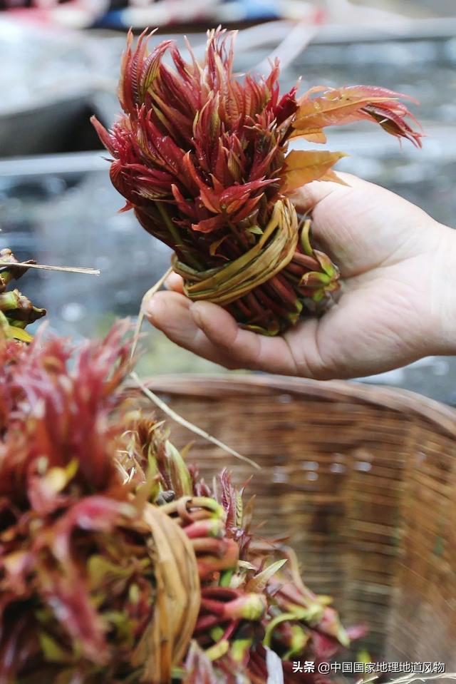 在地里挖的野苦菜怎么吃，野菜苦菜的三种家常吃法