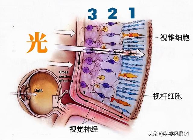 人类眼睛放大后是什么样子，人眼像素高达5.76亿