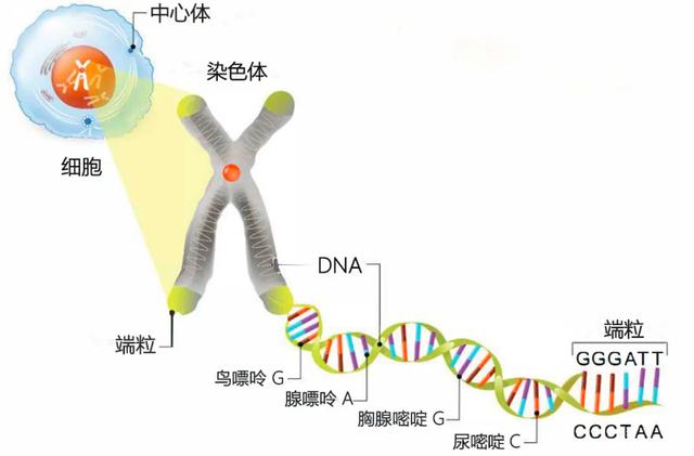 正常人自然死亡概率，人自然老死的概率有多高