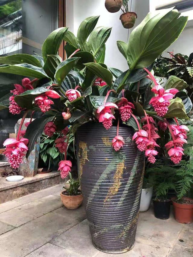 十大最贵最美兰花，绝美兰花50幅