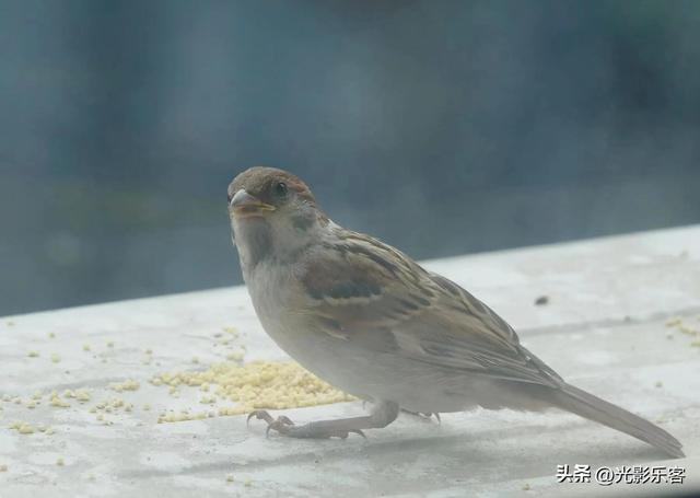 养野鸟的正确方法，强行让野鸟适应笼养环境