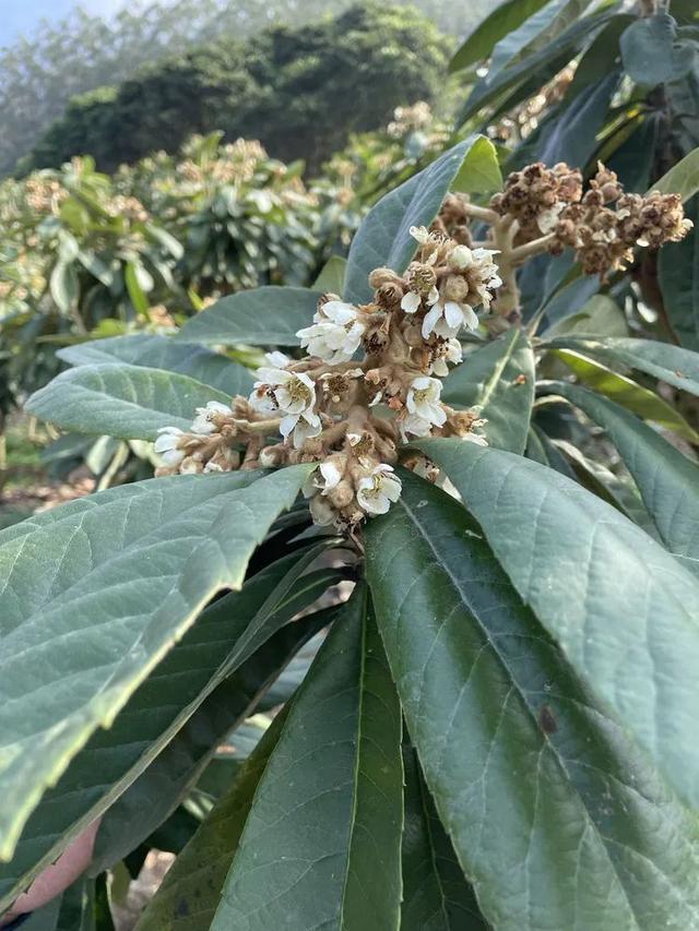 仙岩洞中的摩崖石刻，岳坑仙师洞摩崖石刻初探