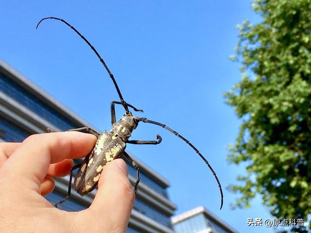 盘点童年玩过的十种昆虫，童年玩过的10种昆虫