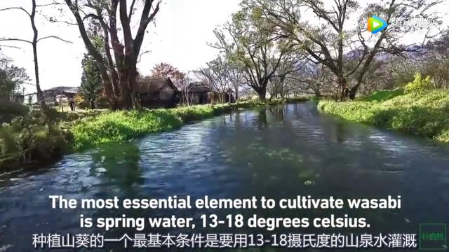 芥末wasabi，芥末为什么会有人喜欢吃