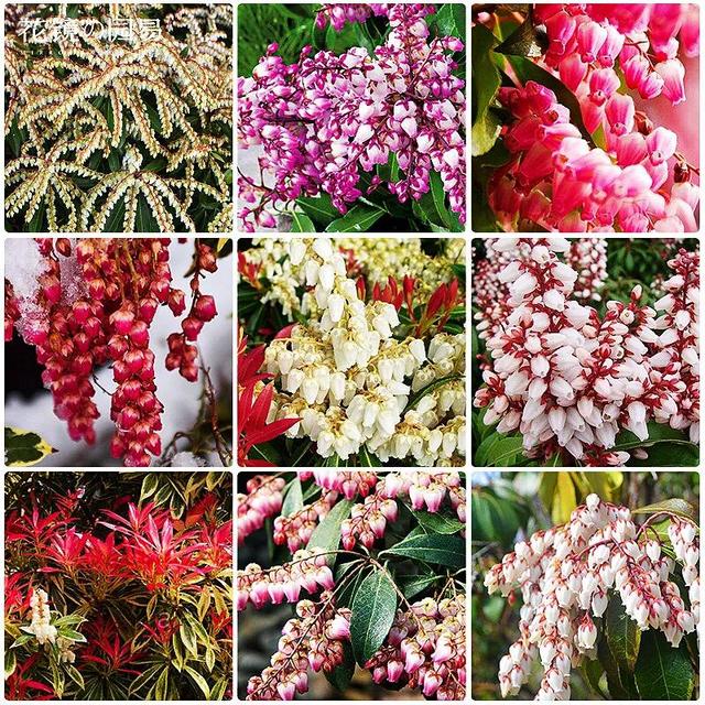 马醉木好不好养，马醉木及其品种介绍