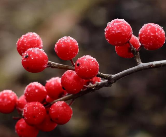 北美冬青什么时候开花结果，好看好养又耐寒