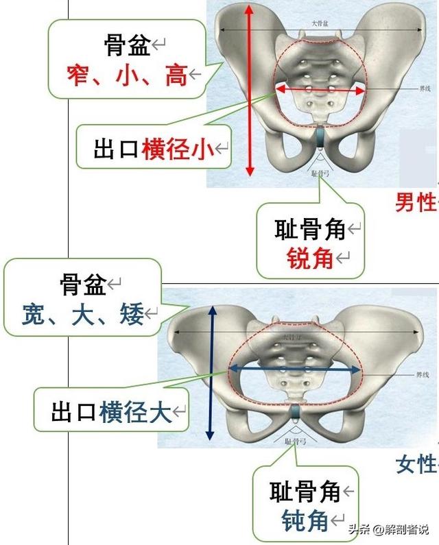雌雄莫辨图解，白话解剖一堆白骨