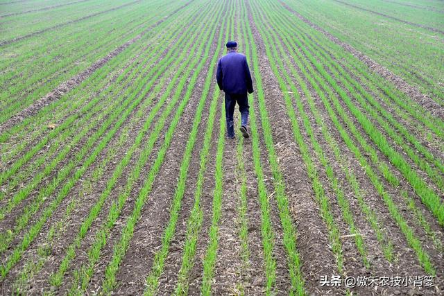 小麦苗弱发黄怎么处理，小麦黄苗问题年年发生