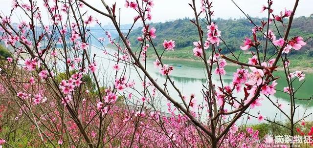 北碚有什么好玩的，重庆好耍的公园（重庆本地人想开了）