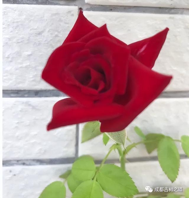 月季移栽最佳时间，月季几月份移栽最好（换一盆爆一盆）