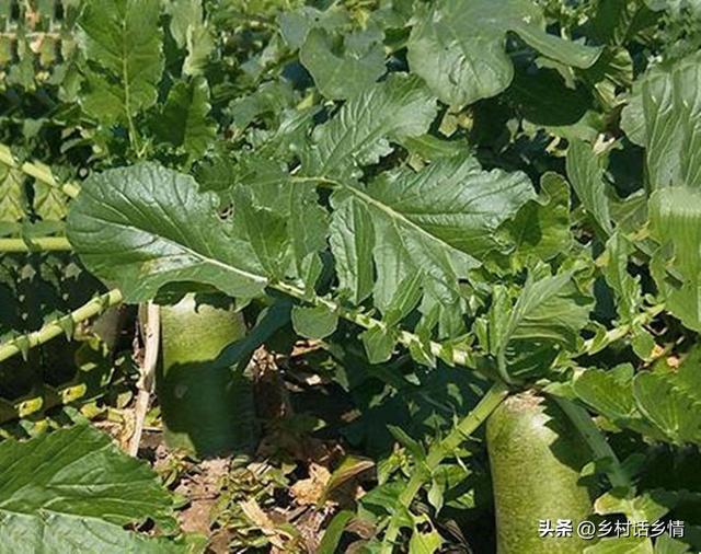 大白菜萝卜的种植方法，萝卜白菜到底什么时间种