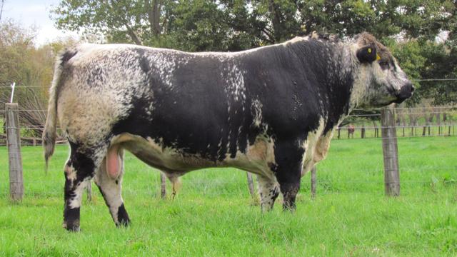 世界上所有牛的品种识别，一种英国杂交牛