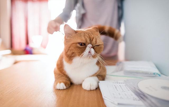 猫咪也有智商高低吗，猫咪智商高有这几个表现