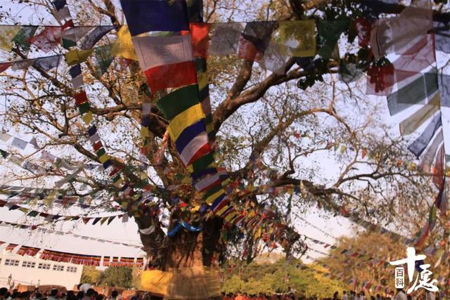 说尽佛陀与树的不解之缘，五分钟带你了解佛陀一生