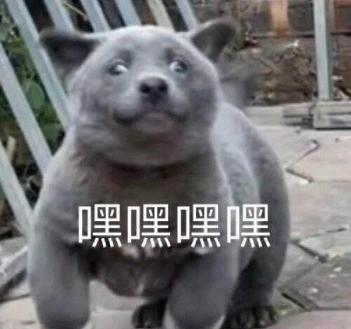 怎样分辨博美犬的性格，小博美的这几个性格特点