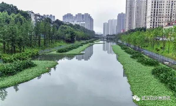 武汉白沙洲人工河，天气下雨鱼情好。坐标武汉市洪山区白沙洲青菱河