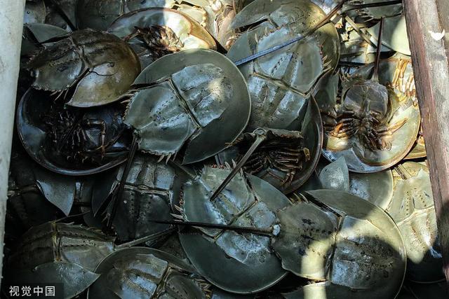 柬埔寨血奴事件，柬埔寨血奴事件发生原因（90后福建女子柬埔寨遭性侵殴打）