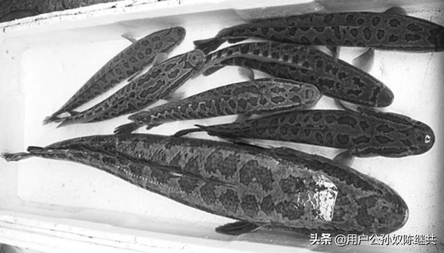 什么人不能吃白骨鱼，生活中哪些人不宜吃鱼