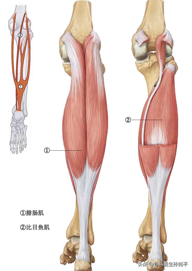 腿部肌肉解剖断面立体结构图，最全面的下肢肌肉解剖图谱