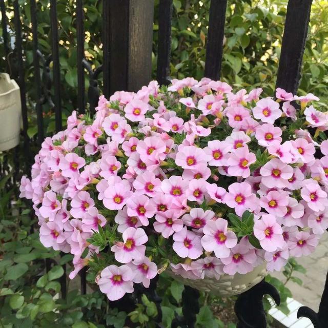 什么花好看又好养，开花好看又好养的花卉（种一盆好看又好养）