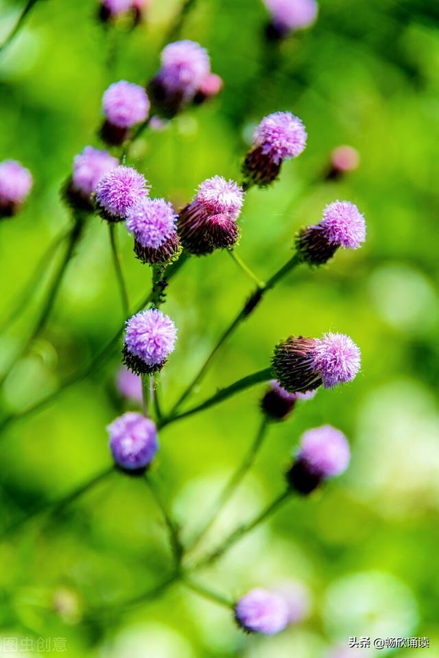 这么多野菜你认识几种，比韭菜还鲜嫩
