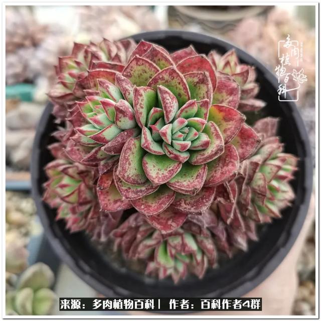 好养的容易上色的景天科多肉，景天科常见多肉图鉴不完全版D系列