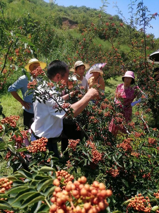 无刺花椒苗价格走势，大家都在找无刺花椒