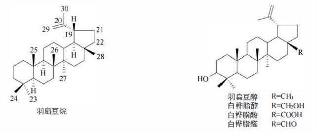 萜类的作用及功能，植物功效成分-三萜及其苷类